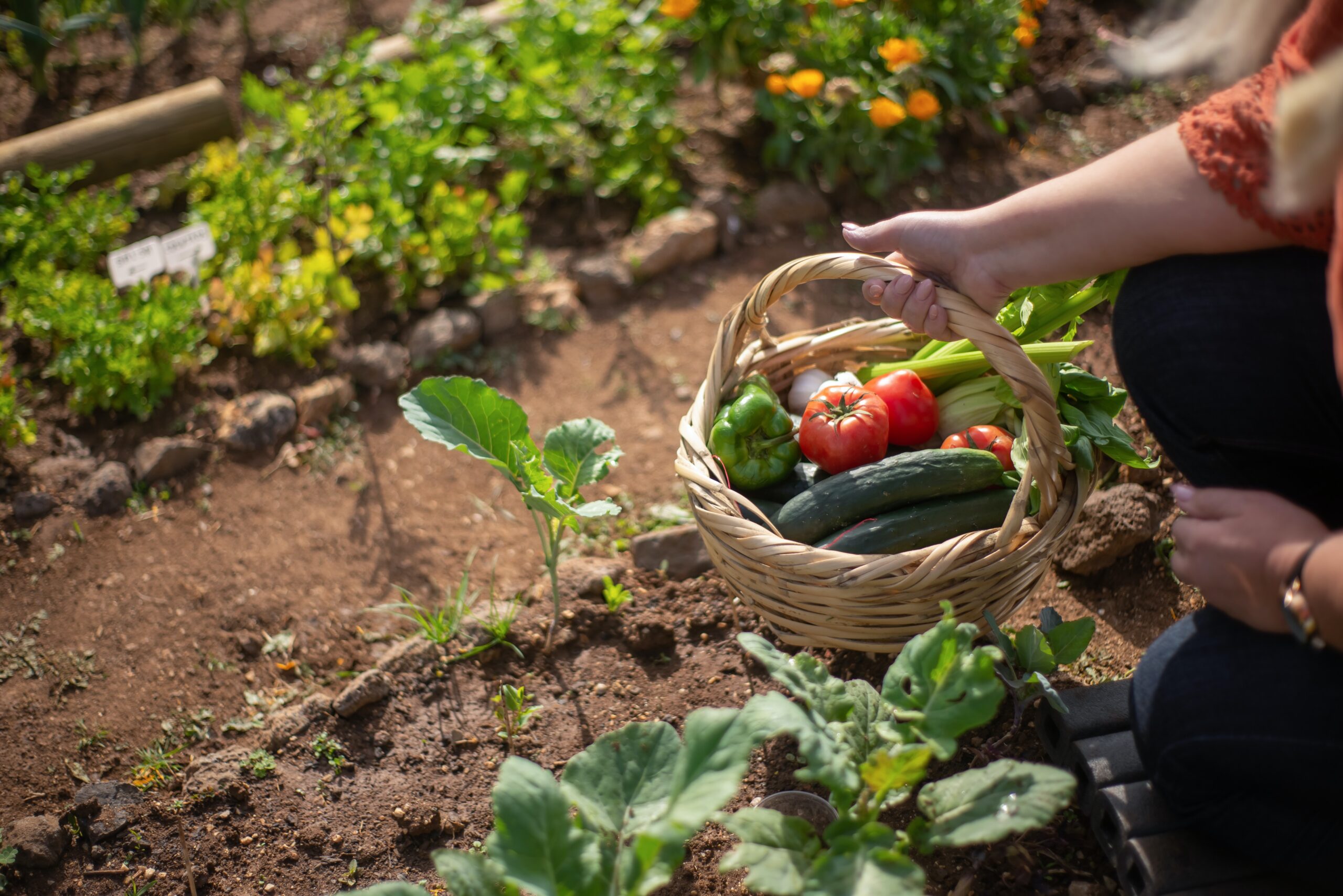 Grow Your Own Green: How to Achieve Self-Sufficiency with an Organic Garden